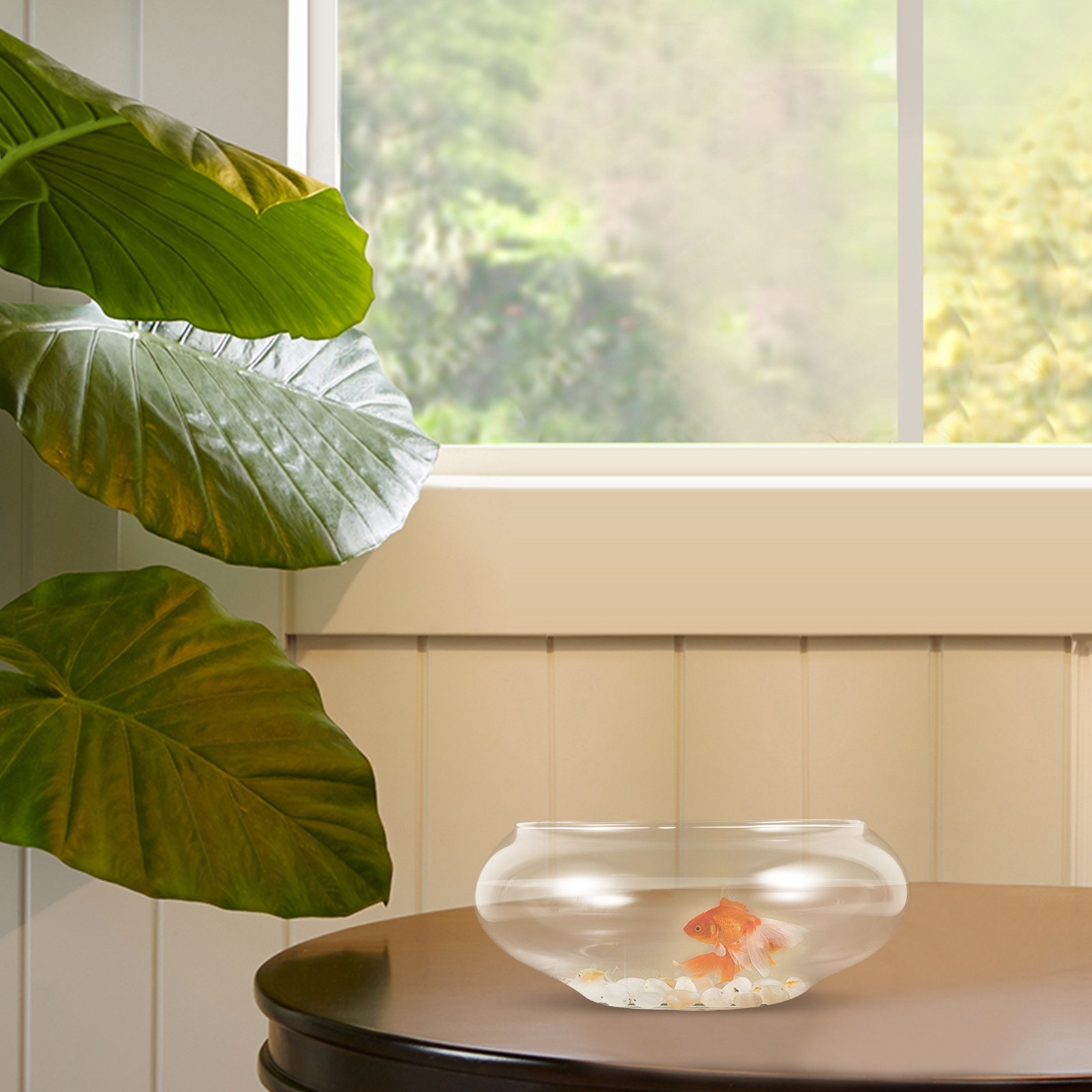 Acquario da Tavolo Rotondo in  - Planted Aquarium For Goldfish recensione e prezzo