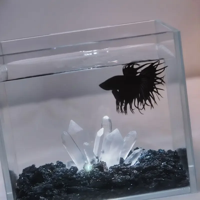 Creativo Betta Decorazione del - Aquarium Planet recensione e prezzo