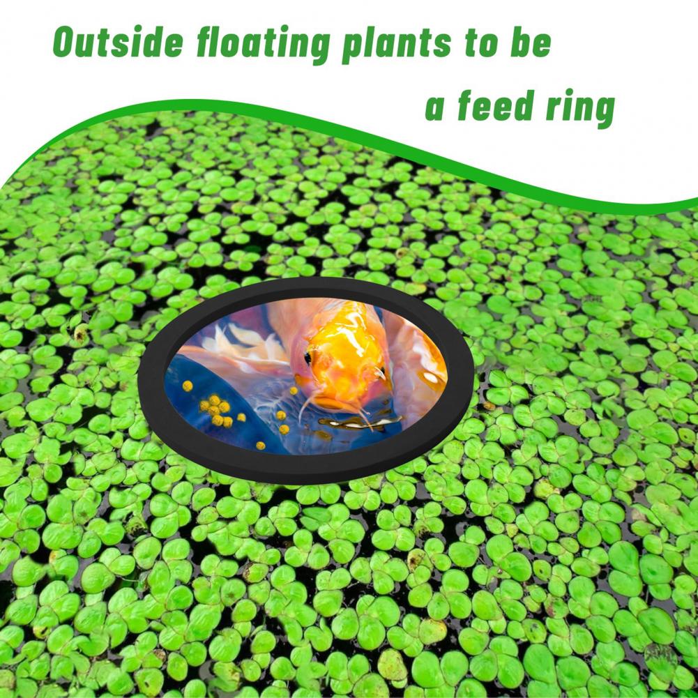 Anello galleggiante in schiuma - Planted Aquarium For Goldfish recensione e prezzo
