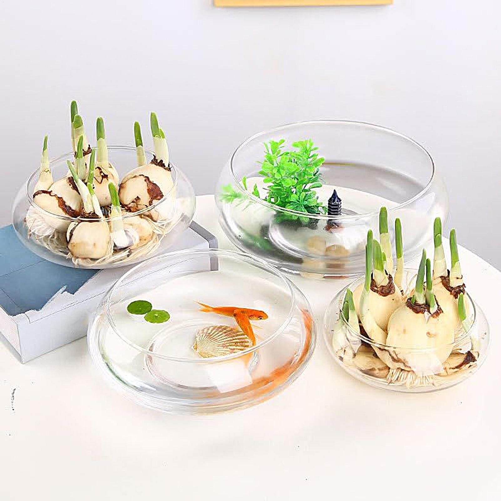 Vaso in vetro per pesci, grand - Planted Aquarium For Goldfish recensione e prezzo